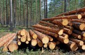 Prodej dřeva z obecních lesů Zašová